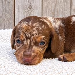 Pearl - Chocolate and tan female Dachshund puppy in Warm Springs, Arkansas from Seven Hills Arkansas