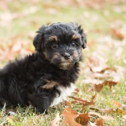 Chesapeake Bay Retriever and Havanese Puppies from Green Gables Havanese