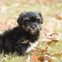 Chesapeake Bay Retriever and Havanese Puppies from Green Gables Havanese