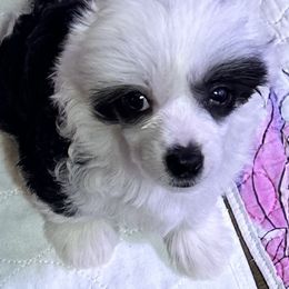 Chinese Cresteds and Yorkshire Terriers from Heartesha