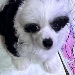 Chinese Cresteds and Yorkshire Terriers from Heartesha