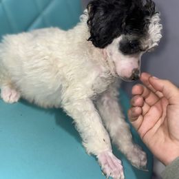 Dalmatian and Poodle Puppies from Exquisite Dalmatians & Standard Poodles