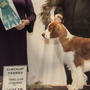 Welsh Springer Spaniels from KayCee’s Welsh Springer Spainels