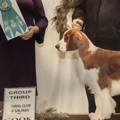 Welsh Springer Spaniels from KayCee’s Welsh Springer Spainels