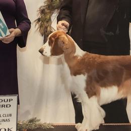 Welsh Springer Spaniels from KayCee’s Welsh Springer Spainels