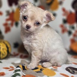 Peach - Cream and white female Chihuahua puppy in Plainfield, Indiana from Abby's Pampered Pooches