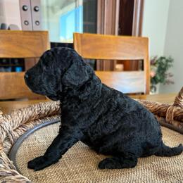 Oreo - Black male Poodle puppy in Acampo, California from Kennison Lane Poodles