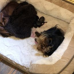 Yorkipoo Puppies from Tuts Pups Cafe