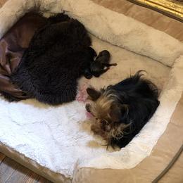 Yorkipoo Puppies from Tuts Pups Cafe