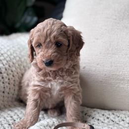 Lula (Brown collar girl) - Apricot female Goldendoodle puppy in Skamokawa, Washington from East Valley Pups