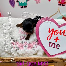 Olivia - Black and tan female Yorkshire Terrier puppy in Charlotte, North Carolina from Queen City Yorkies