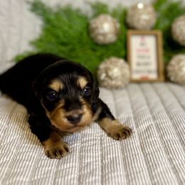 Gus Gus - Black and cream male Dachshund puppy in Fort Gibson, Oklahoma from Cooper’s Dachshunds