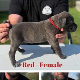 Red collar - Gray brindle female Cane Corso puppy in Herriman, Utah from High Country Corsos