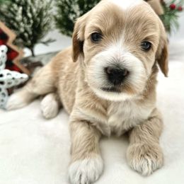Australian Labradoodle Puppies from Grand Peaks Labradoodles