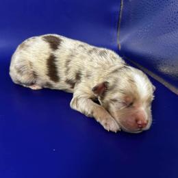 Boy 1 - Red merle male Miniature Australian Shepherd puppy in Hokes Bluff, Alabama from Alegria Toy Aussies