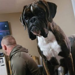 Mazikeen - Boxer