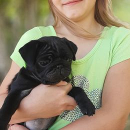 Golden Retriever and Pug Puppies from Ebert Pugs