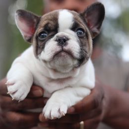 French Bulldog Puppies from Finest Frenchies