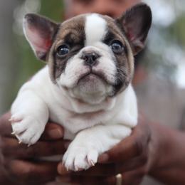 French Bulldog Puppies from Finest Frenchies