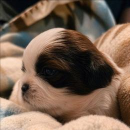 Lemon - Gold and white female Shih Tzu puppy in North Carolina from WillowCreek Mountain View Shih Tzu