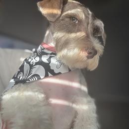 Trevor - Miniature Schnauzer