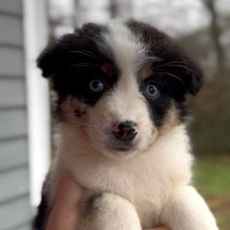 Ember - Girl 1 - Blue merle female Miniature Australian Shepherd puppy in Murfreesboro, Tennessee from Norby's Mini Aussies