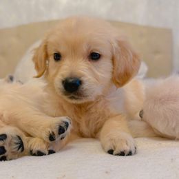 Golden Retriever Puppies from Goldens of Hope