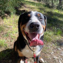 Boone - Greater Swiss Mountain Dog