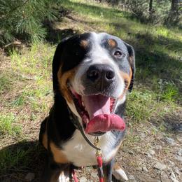 Boone - Greater Swiss Mountain Dog