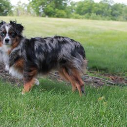 Sloane - Toy Australian Shepherd