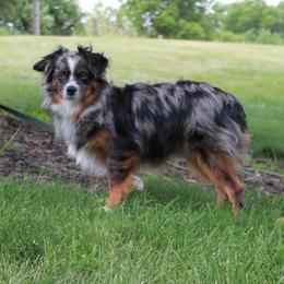 Sloane - Toy Australian Shepherd
