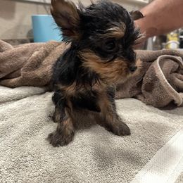 Yorkshire Terrier Puppies from Blissful_Yorkies