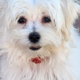 Maltese Puppies from Arizona Maltese Gems