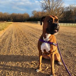 Skye - Boxer