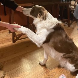 Bruno - Border Collie