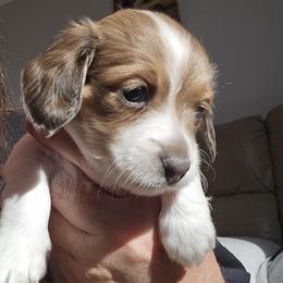 Moana - Piebald female Dachshund puppy in North Waterboro, Maine from Poole Family Miniature Dachshunds