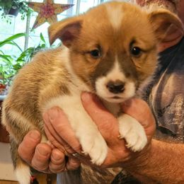 Pembroke Welsh Corgi Puppies from Gingersnap Pembroke Welsh Corgis