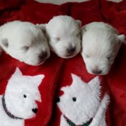 West Highland White Terrier Puppies from Westies of Creek's Bend