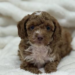 Boy 1 - male Poodle puppy in Washington, Indiana from Sugarland Puppies