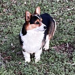 Maggie - Pembroke Welsh Corgi