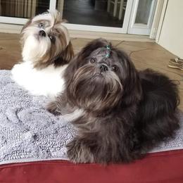 Shih Tzu Puppies from Good Roots Shih Tzu's