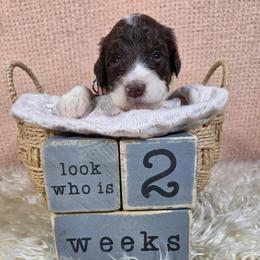 Panda - Brown and white female Aussiedoodle puppy in Haleyville, Alabama from The Cuddly Dood Ranch
