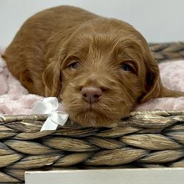 Meli's White Male - Apricot male Goldendoodle puppy in Great Falls, Montana from Montana Goldendoodles