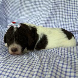 Koch - Chocolate female Goldendoodle puppy in Camden, North Carolina from Oopsie Doodles of NC