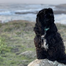 Molly - Cocker Spaniel