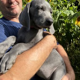 "Rose 2023" Weimaraner Puppies from Lockehaven Weimaraners