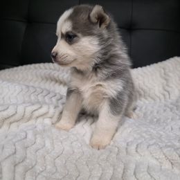 Girl 1 - Gray and white female Pomsky puppy in Cedar City, Utah from Pomsky Play-ce