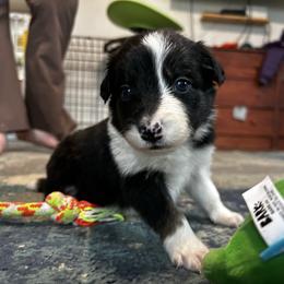 Broccoli - Black and white female Border Collie puppy in Franklin, Maine from Broad Meadow Borders