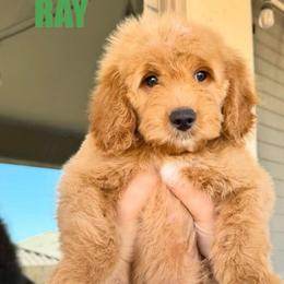 Ray - Male - Red male Bernedoodle puppy in Peoria, Arizona from Wroth's Pawsibilities