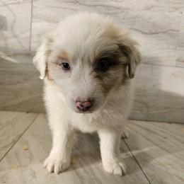 Ella f5 red - Red merle female Australian Shepherd puppy in Arbela, Missouri from County Line Aussies